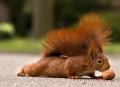 7 x  EICHHÖRNCHEN Postkarten-Set