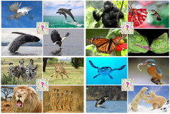 Edition Colibri wobbly cards/changing picture postcards: 20 high-quality lenticular postcards with varying animal and nature motifs