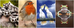 Edition Colibri FUNNY ANIMALS Set 4: Postcard set with funny animals (20 postcards) as a gift for children, party favors for children's birthdays and postcrossing