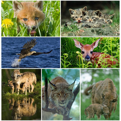 TIERE EUROPAS (Set 1) 3 D-Postkarten-Set: 7 x Lentikular-Postkarten u.a. von Wolf, Luchs, Fuchs und Wildkatzen von Edition Colibri