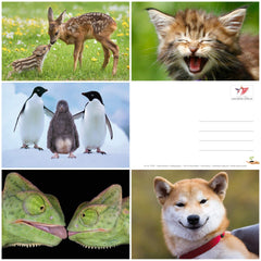 Edition Colibri FUNNY ANIMALS Set 6: Postcard set with funny and cute animals (20 postcards) for children, collectors and postcrossing…