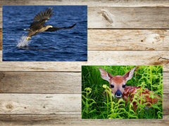 TIERE EUROPAS (Set 1) 3 D-Postkarten-Set: 7 x Lentikular-Postkarten u.a. von Wolf, Luchs, Fuchs und Wildkatzen von Edition Colibri