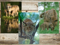 TIERE EUROPAS (Set 1) 3 D-Postkarten-Set: 7 x Lentikular-Postkarten u.a. von Wolf, Luchs, Fuchs und Wildkatzen von Edition Colibri