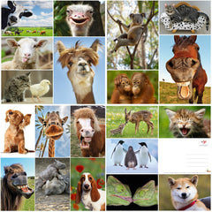 Edition Colibri FUNNY ANIMALS Set 6: Postcard set with funny and cute animals (20 postcards) for children, collectors and postcrossing…