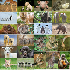 Edition Colibri 24 ANIMAL BABIES postcard set (24 different animal postcards) of cute animal babies for children or postcrossing